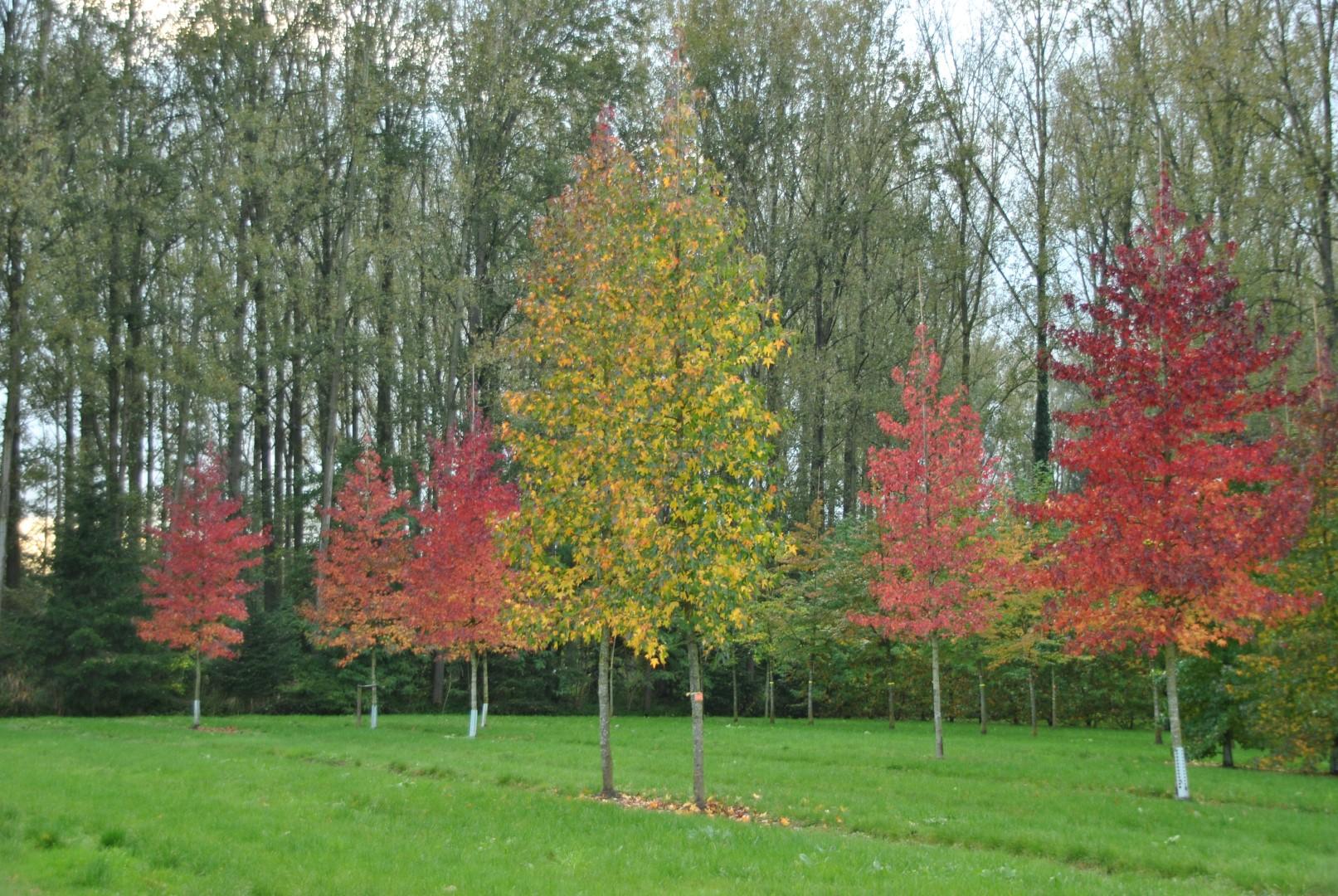 Liquidambar Styraciflua Moraine - View 4 from www redcrocus com