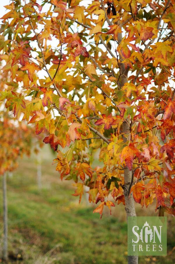 Liquidambar Styraciflua Moraine - View 5 from www redcrocus com