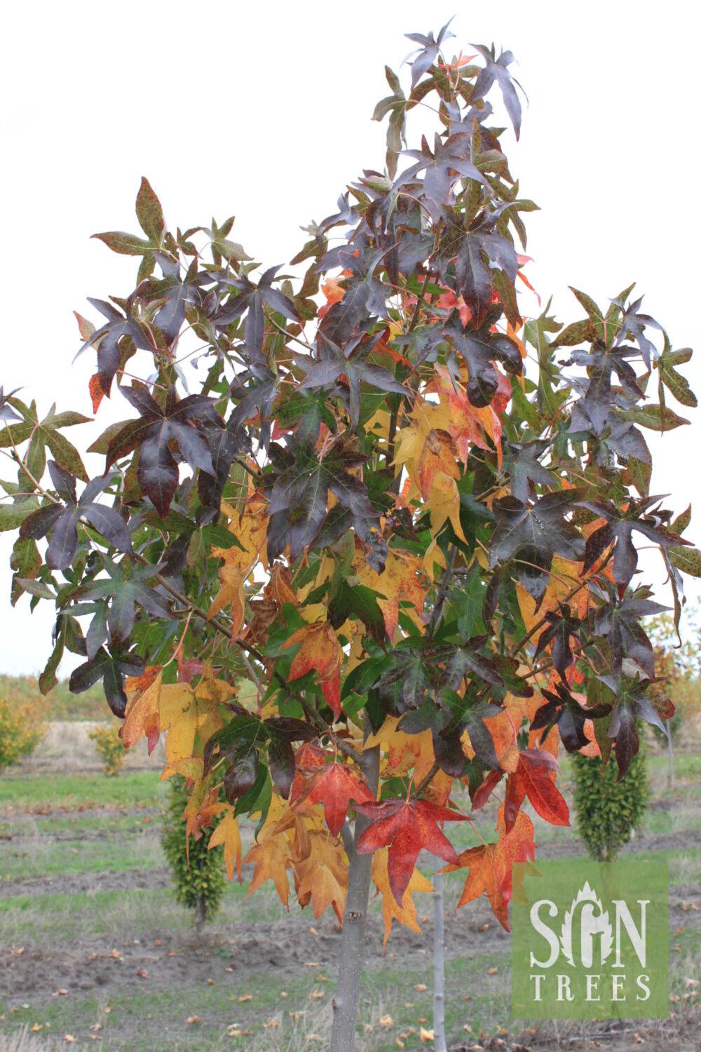 Liquidambar Styraciflua Moraine - View 6 from www redcrocus com