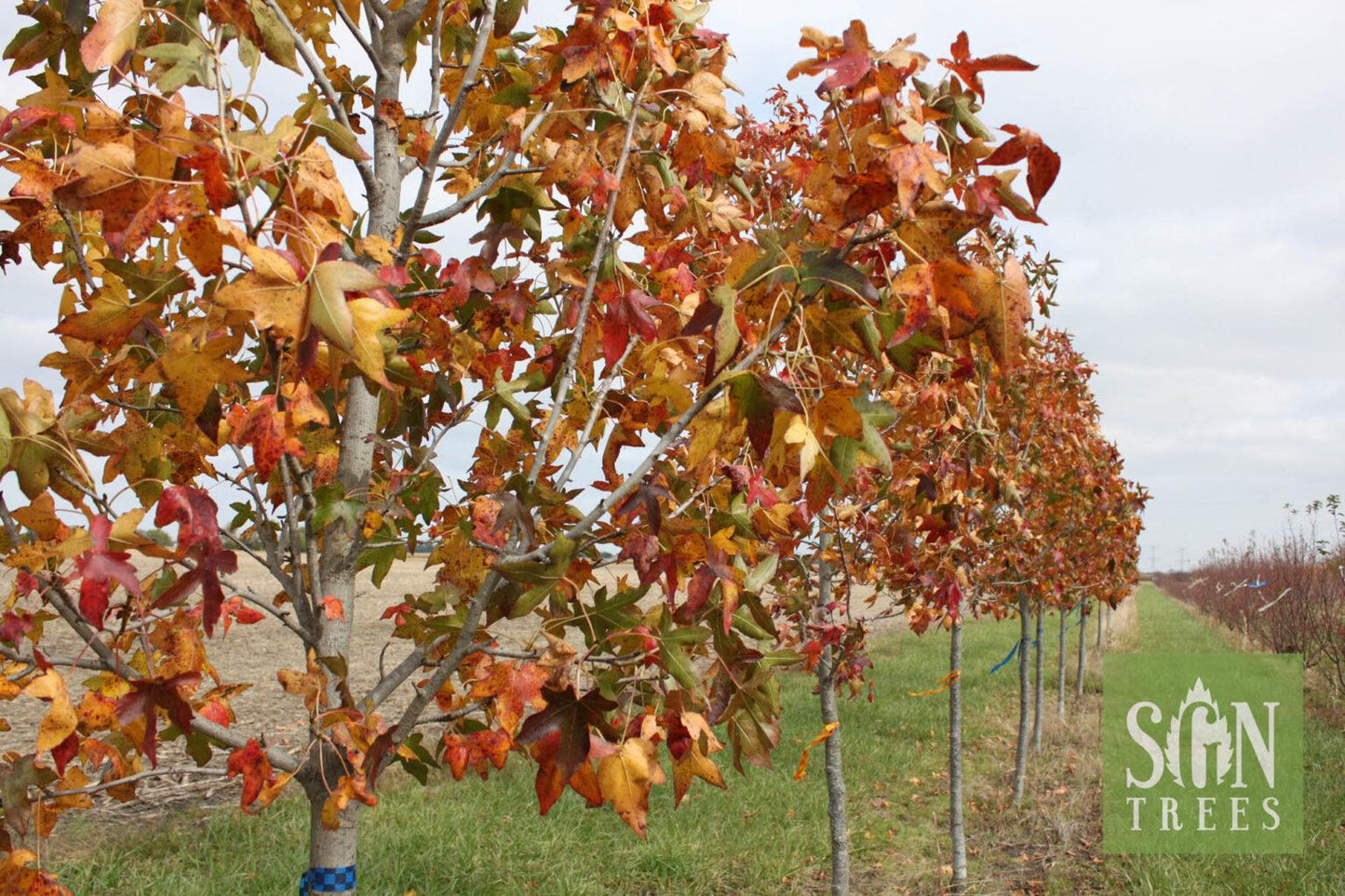 Liquidambar Styraciflua Moraine - View 7 from www redcrocus com