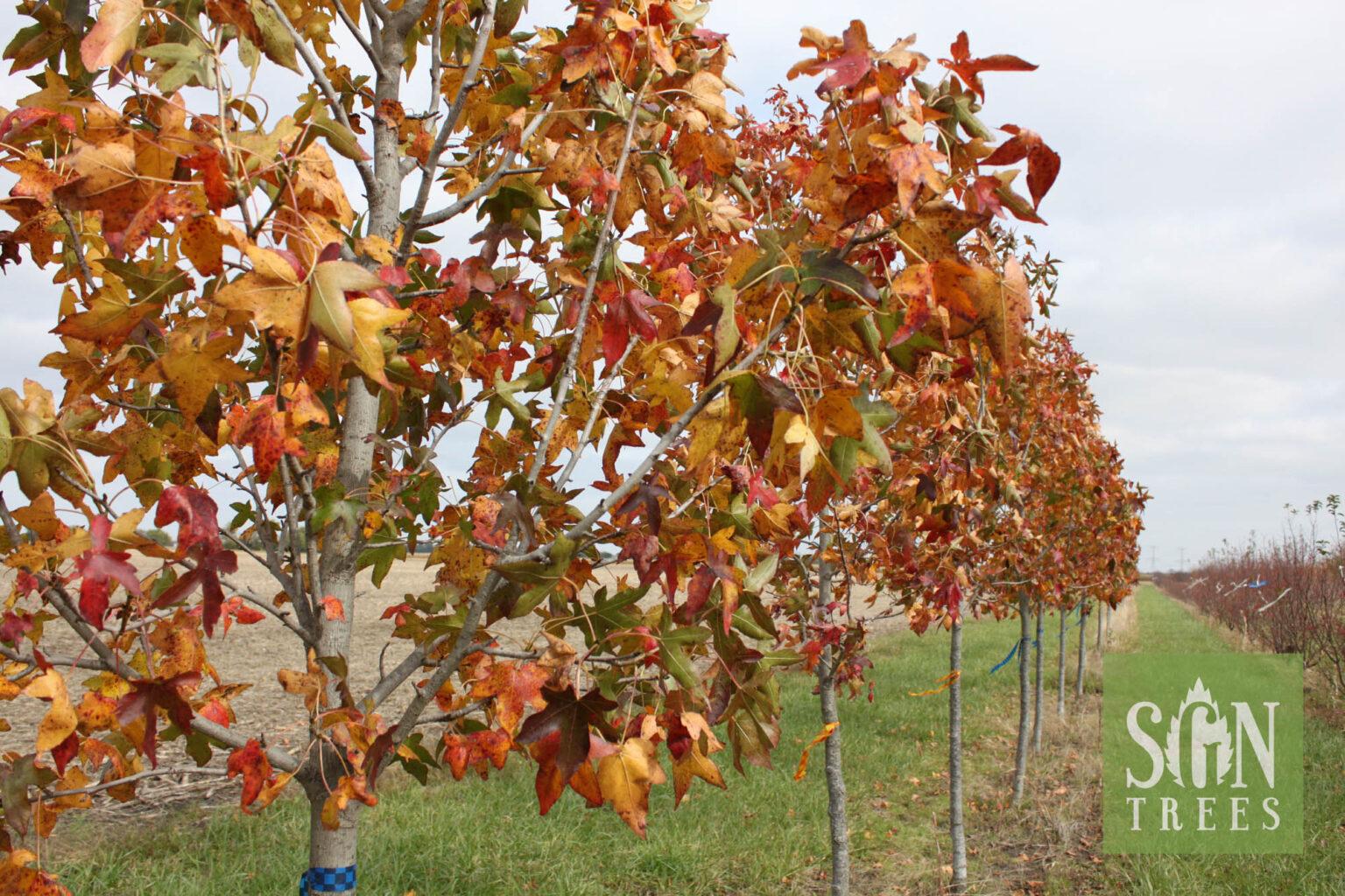 Liquidambar Styraciflua Moraine - View 7 from www redcrocus com