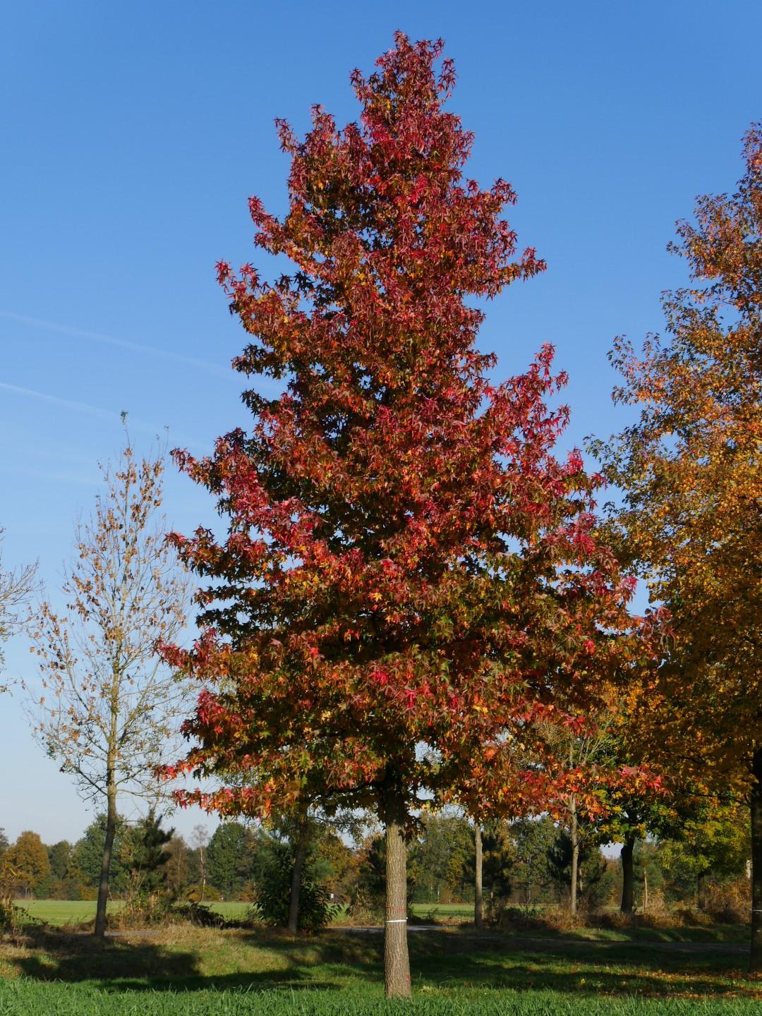 Liquidambar Styraciflua Moraine - View 8 from www redcrocus com
