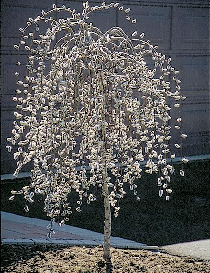 Salix Caprea Pendula - View 10 from www redcrocus com
