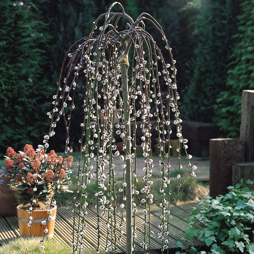 Salix Caprea Pendula - View 11 from www redcrocus com