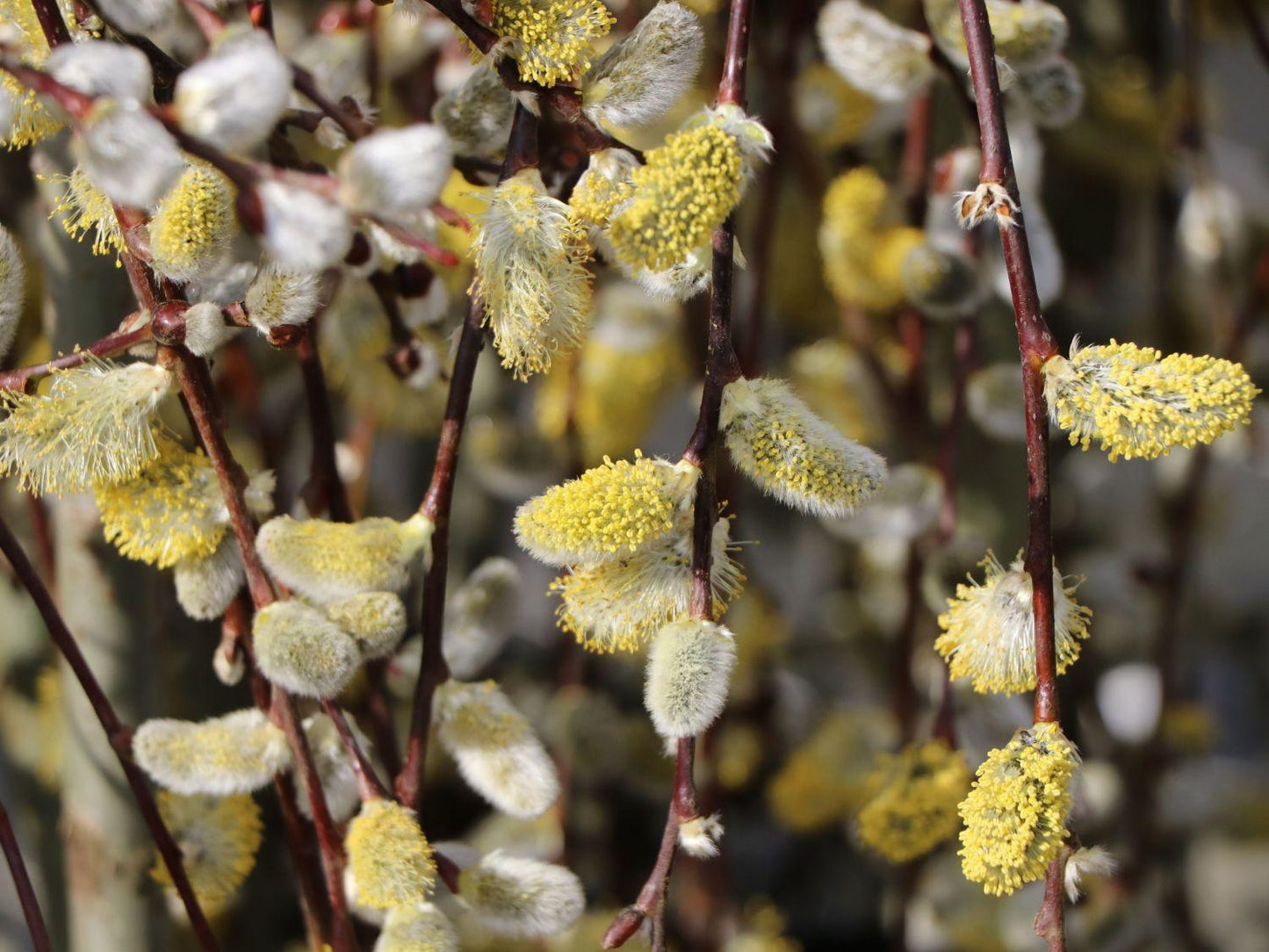 Salix Caprea Pendula - View 14 from www redcrocus com