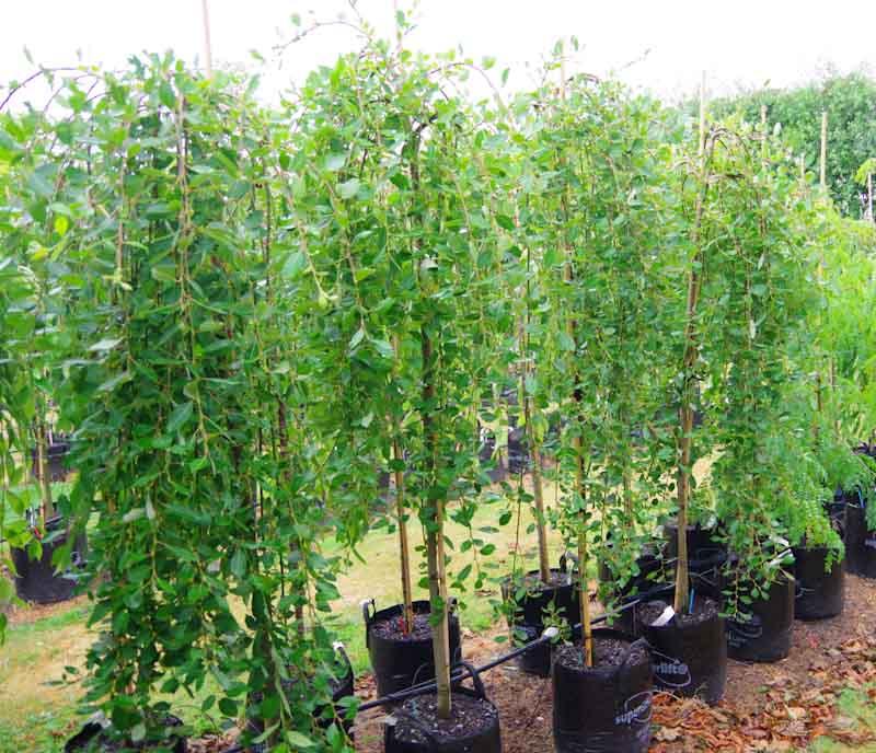 Salix Caprea Pendula - View 15 from www redcrocus com