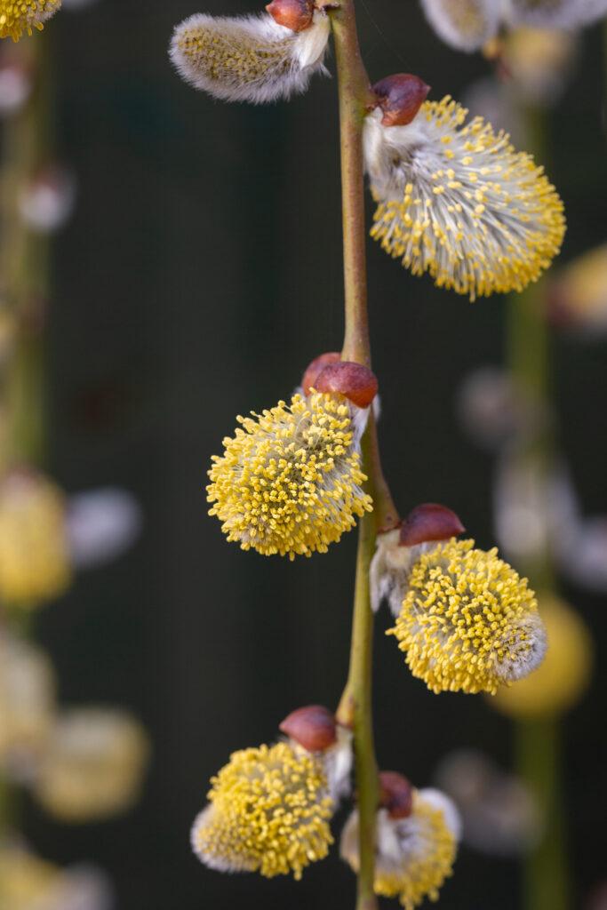 Salix Caprea Pendula - View 16 from www redcrocus com