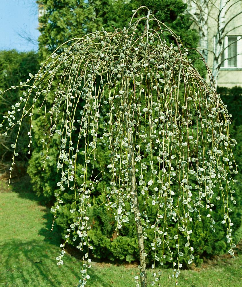 Salix Caprea Pendula - View 17 from www redcrocus com