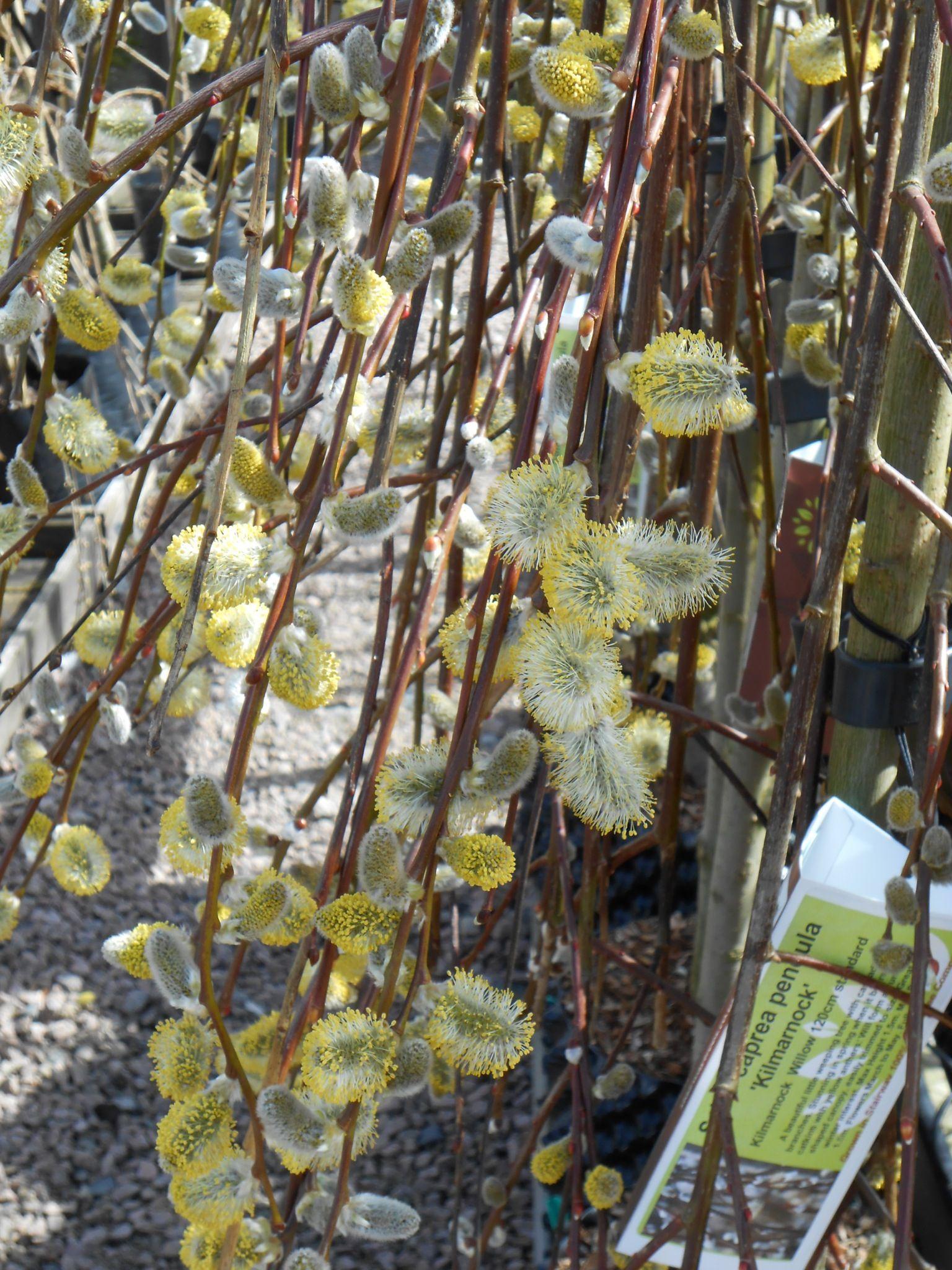 Salix Caprea Pendula - View 18 from www redcrocus com