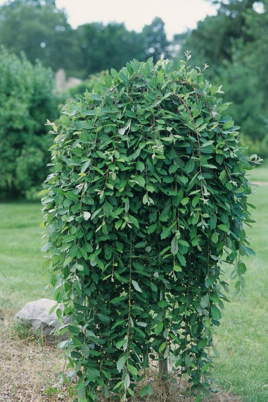 Salix Caprea Pendula - View 1 from www redcrocus com