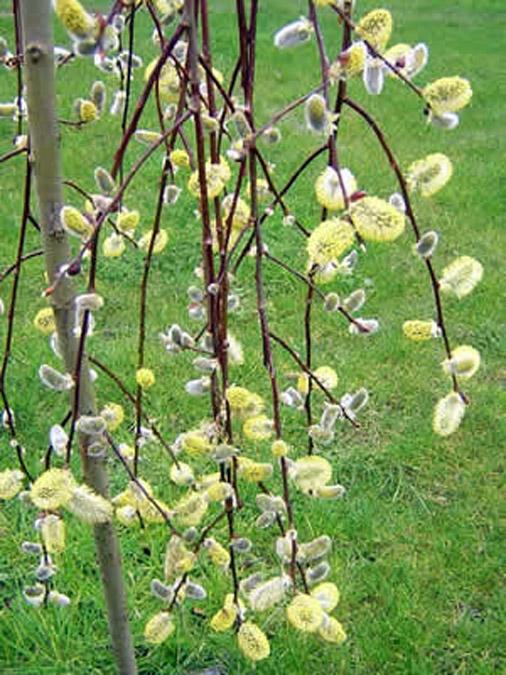 Salix Caprea Pendula - View 2 from www redcrocus com