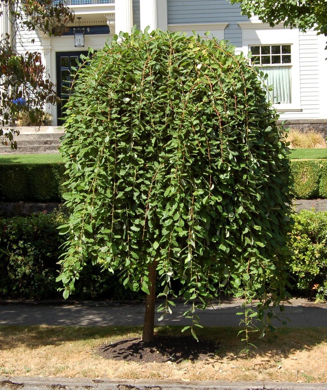 Salix Caprea Pendula - View 3 from www redcrocus com