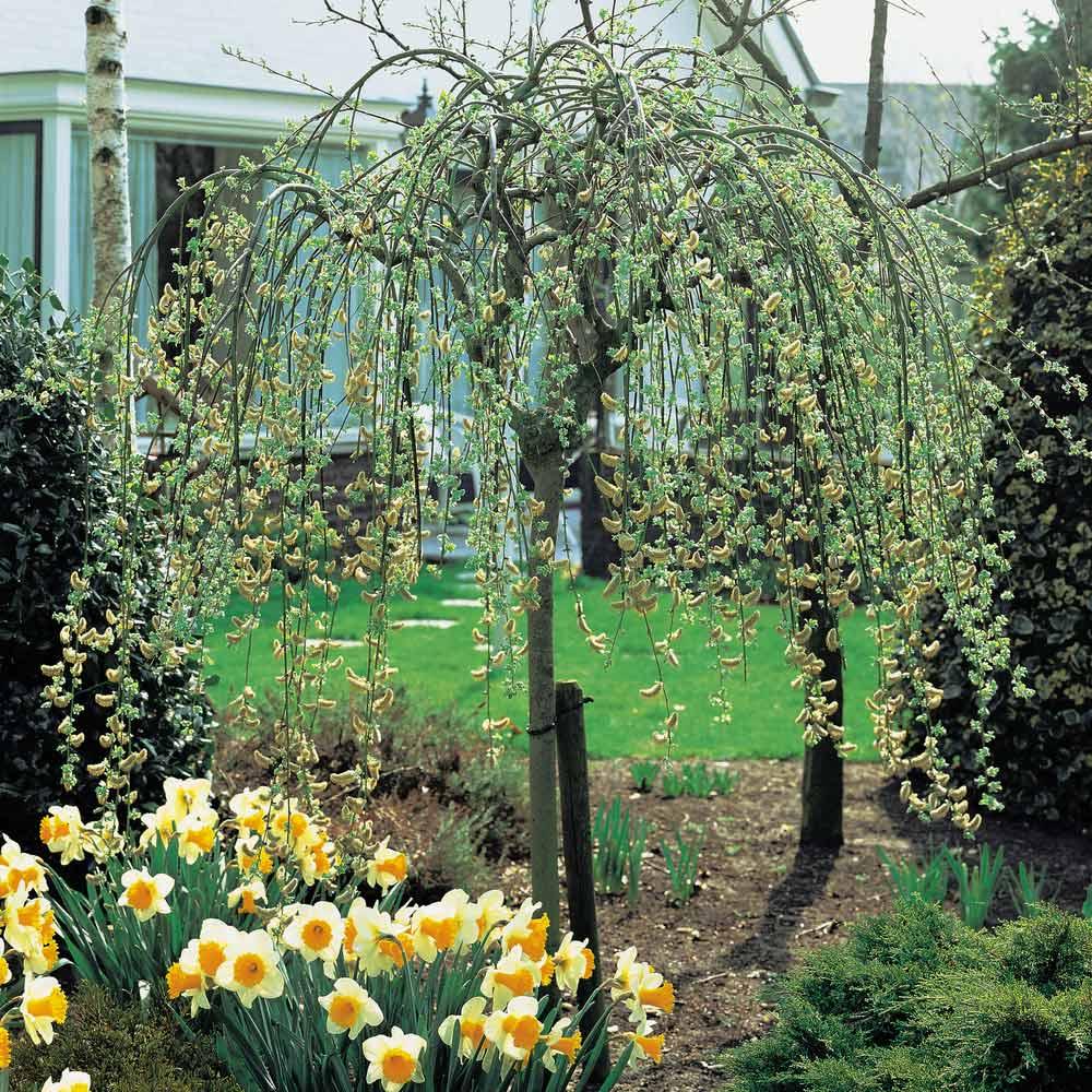 Salix Caprea Pendula - View 4 from www redcrocus com