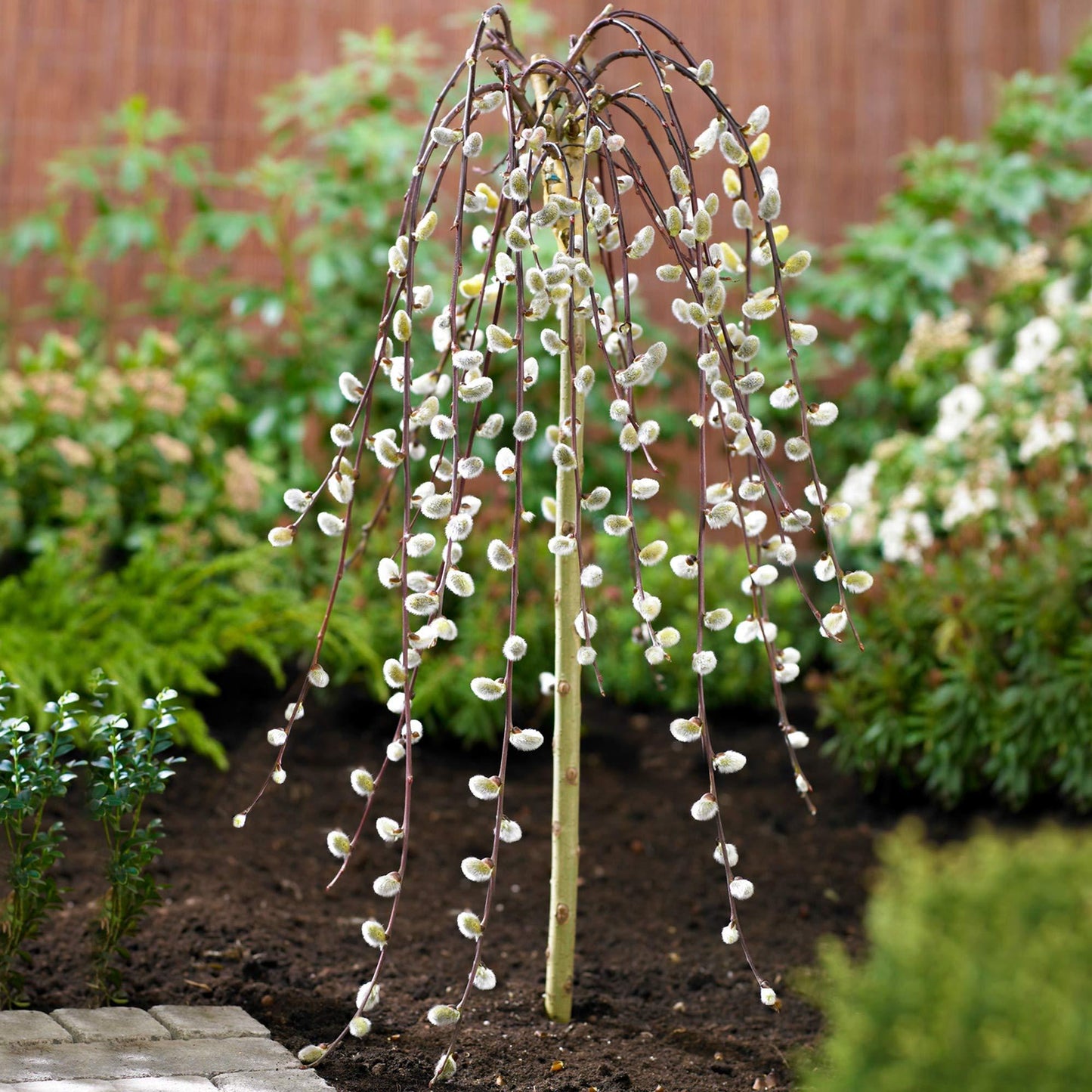Salix Caprea Pendula - View 5 from www redcrocus com