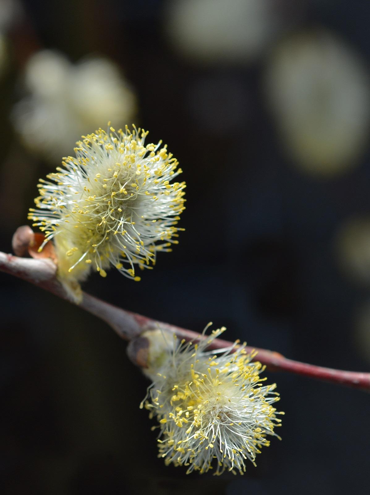 Salix Caprea Pendula - View 9 from www redcrocus com