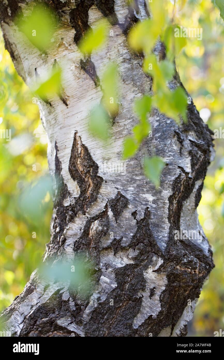 Betula Pendula Youngii - View 12 from www redcrocus com