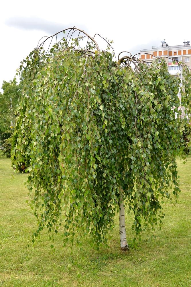 Betula Pendula Youngii - View 13 from www redcrocus com