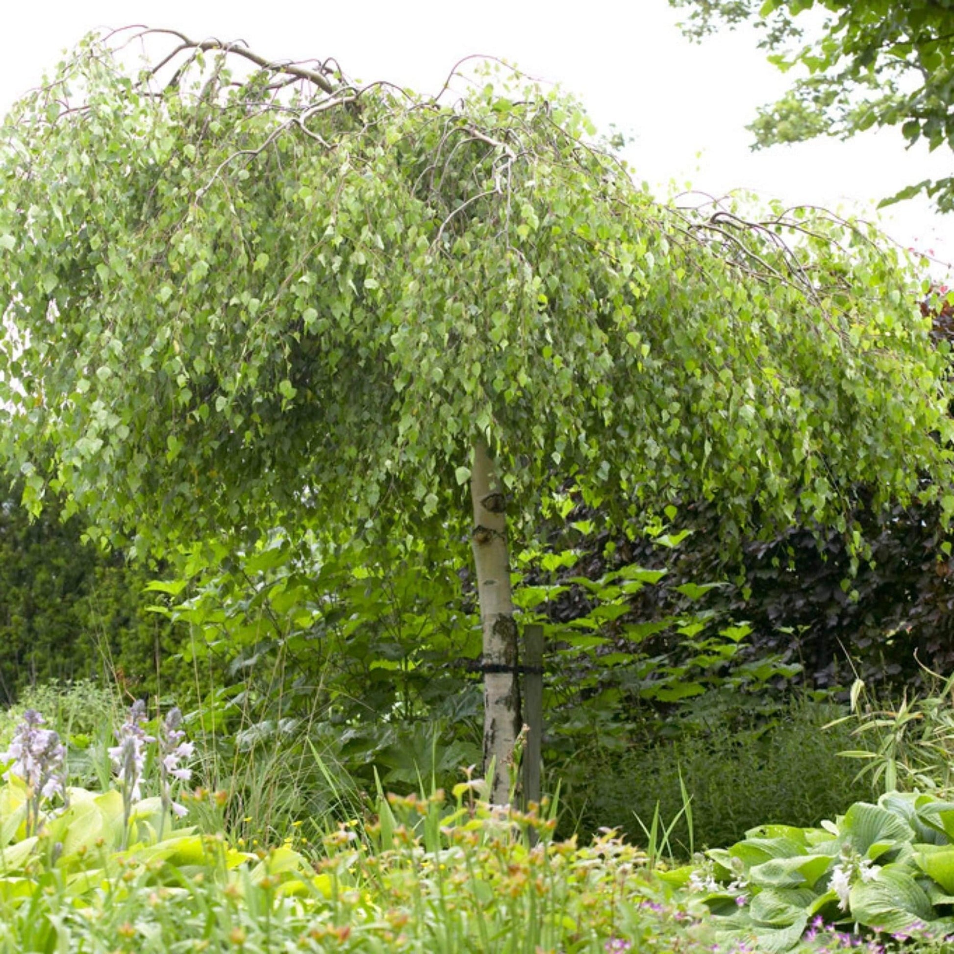 Betula Pendula Youngii - View 14 from www redcrocus com