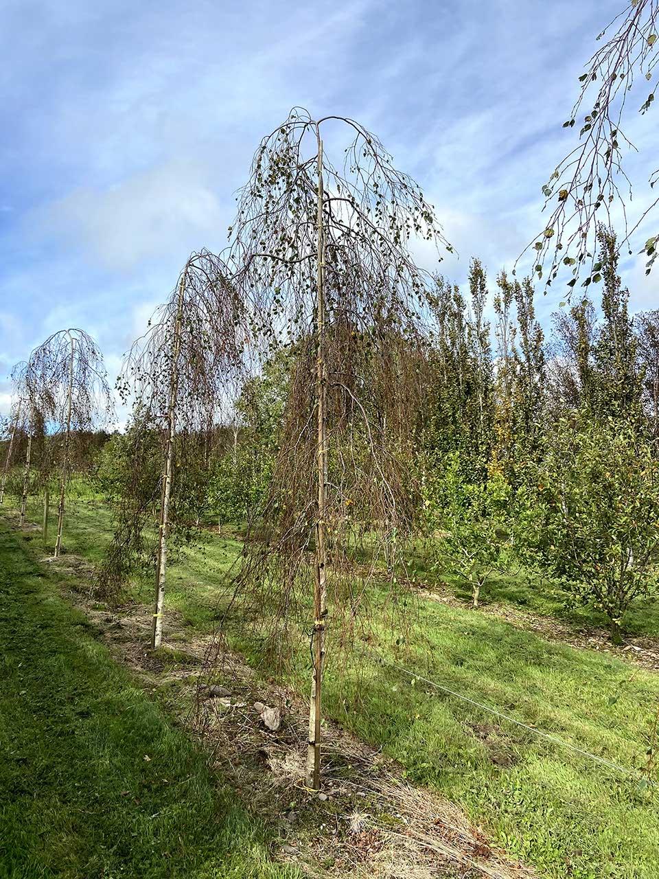 Betula Pendula Youngii - View 15 from www redcrocus com