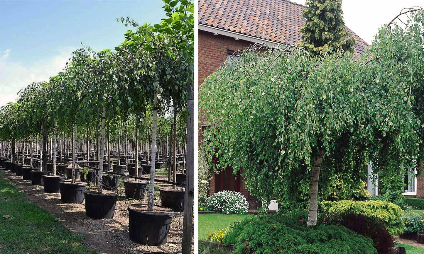 Betula Pendula Youngii - View 16 from www redcrocus com