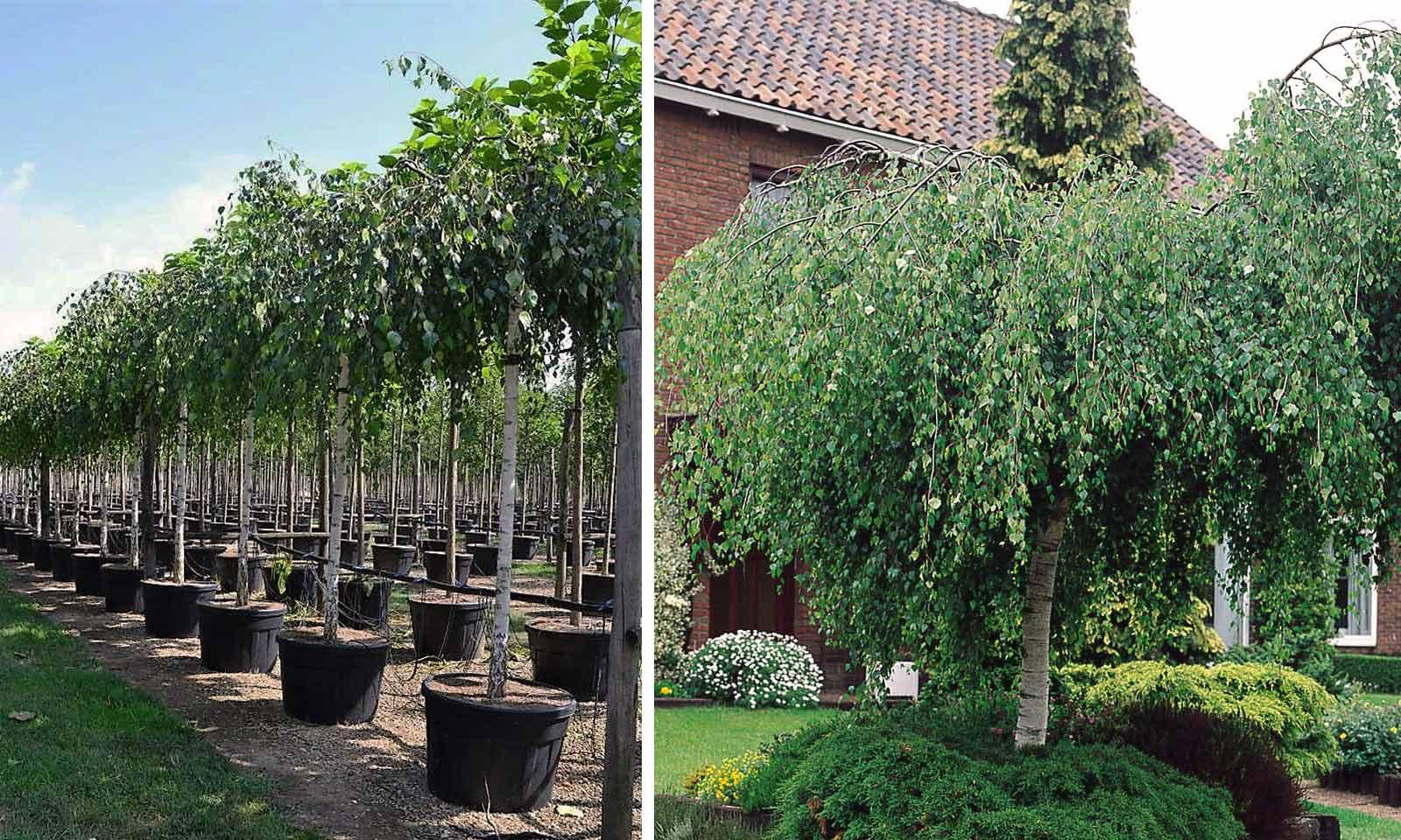 Betula Pendula Youngii - View 16 from www redcrocus com