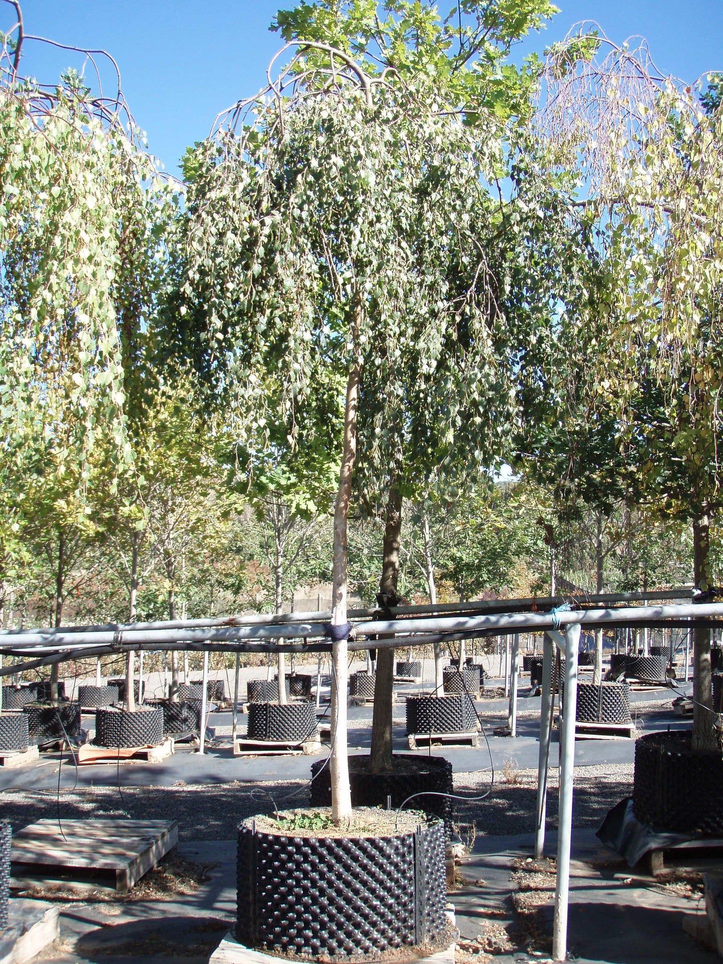 Betula Pendula Youngii - View 17 from www redcrocus com