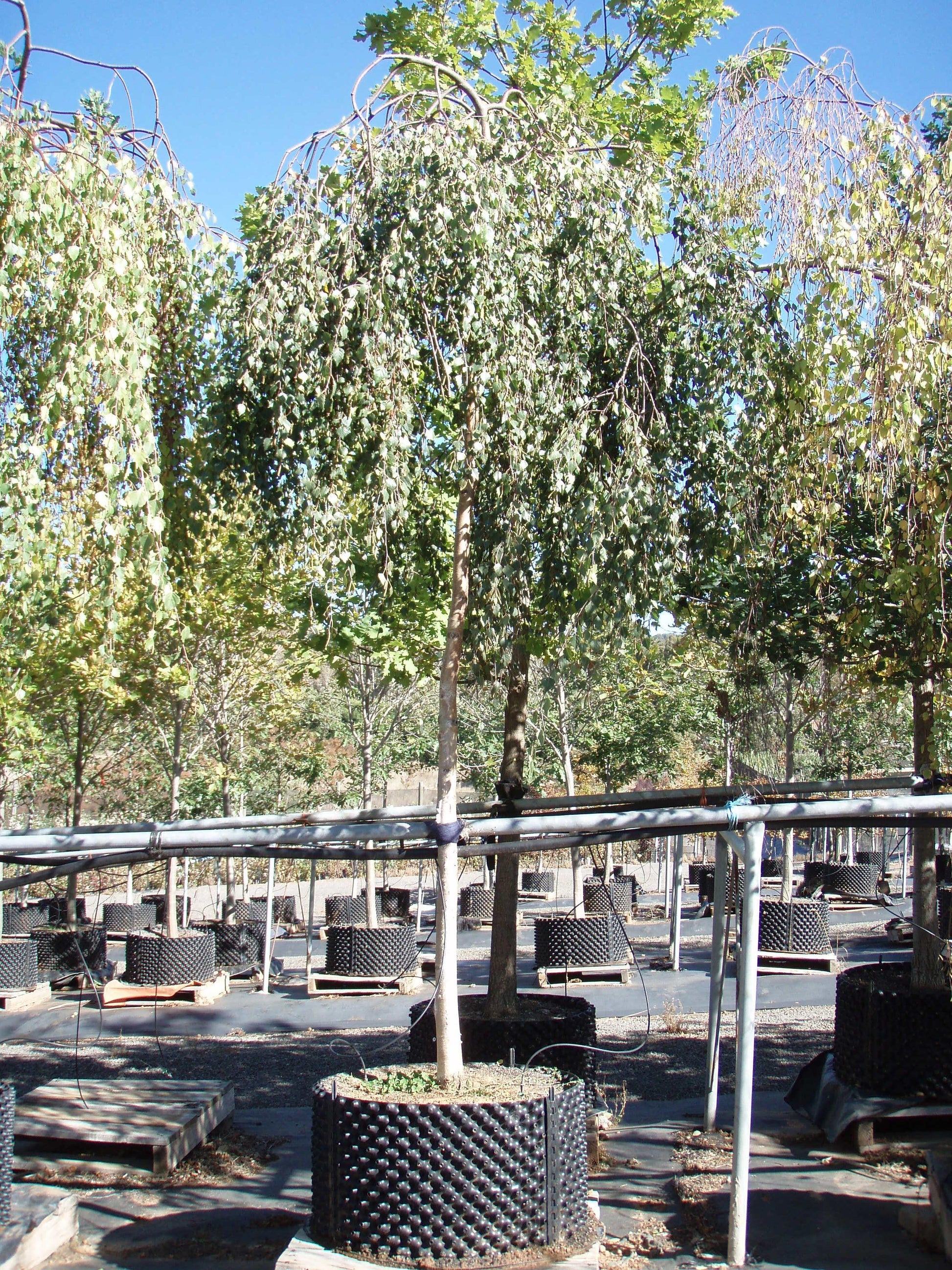 Betula Pendula Youngii - View 17 from www redcrocus com