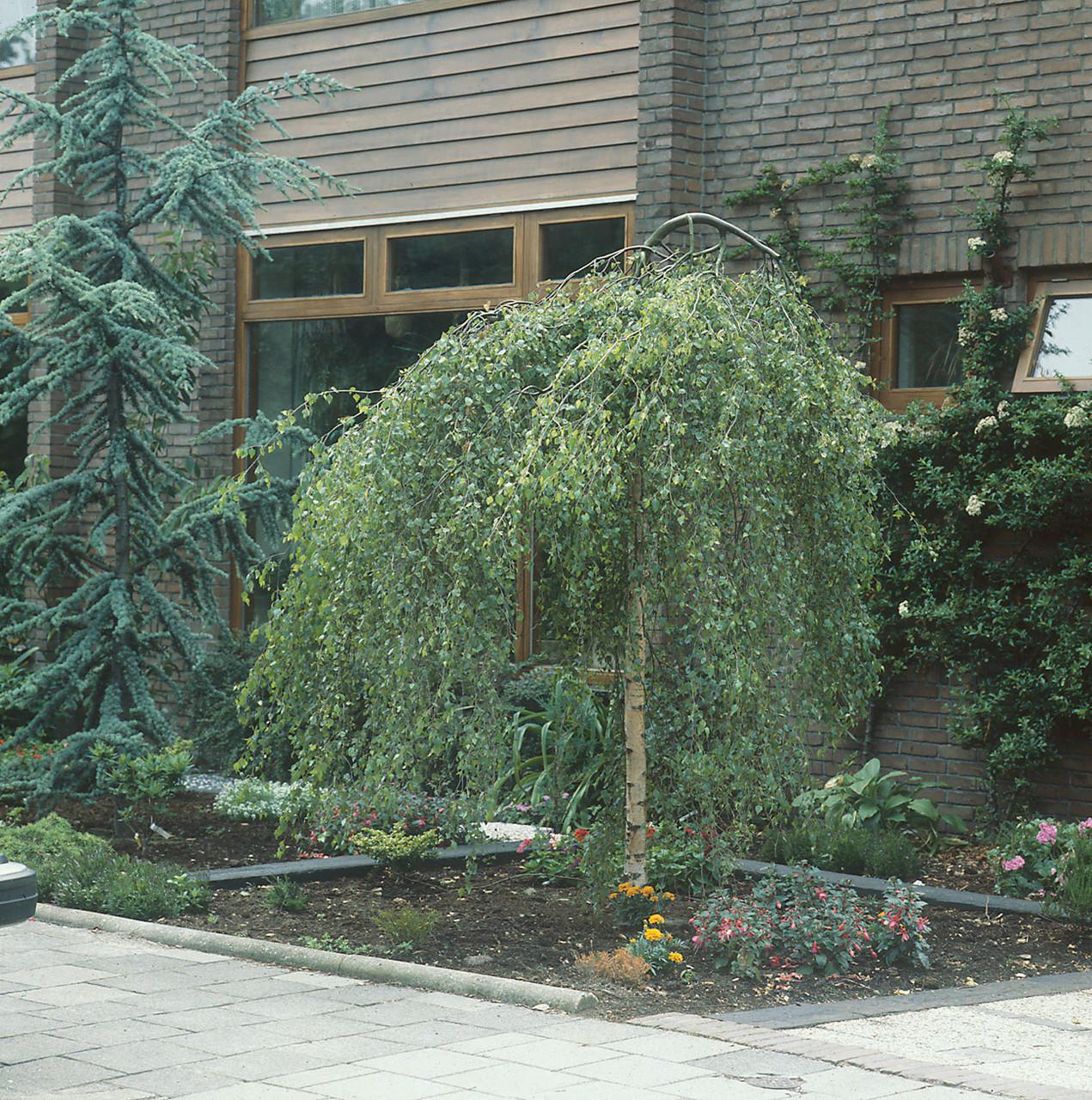Betula Pendula Youngii - View 18 from www redcrocus com