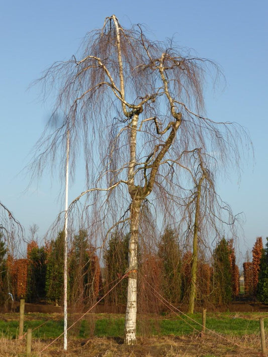 Betula Pendula Youngii - View 1 from www redcrocus com