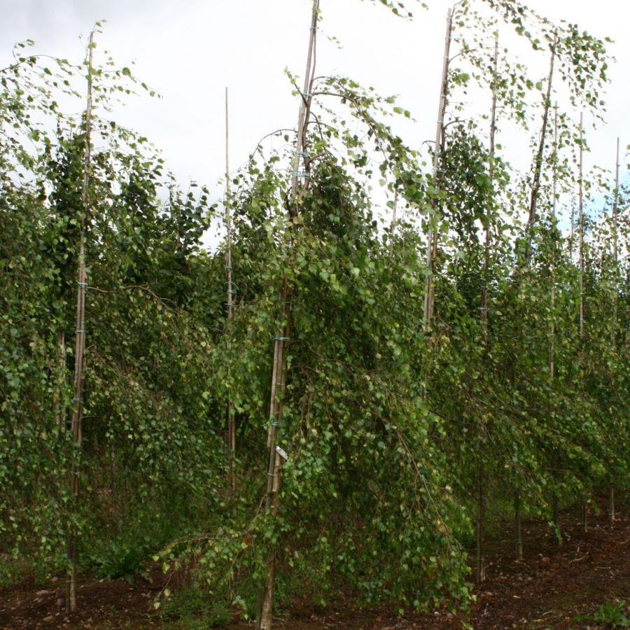 Betula Pendula Youngii - View 20 from www redcrocus com