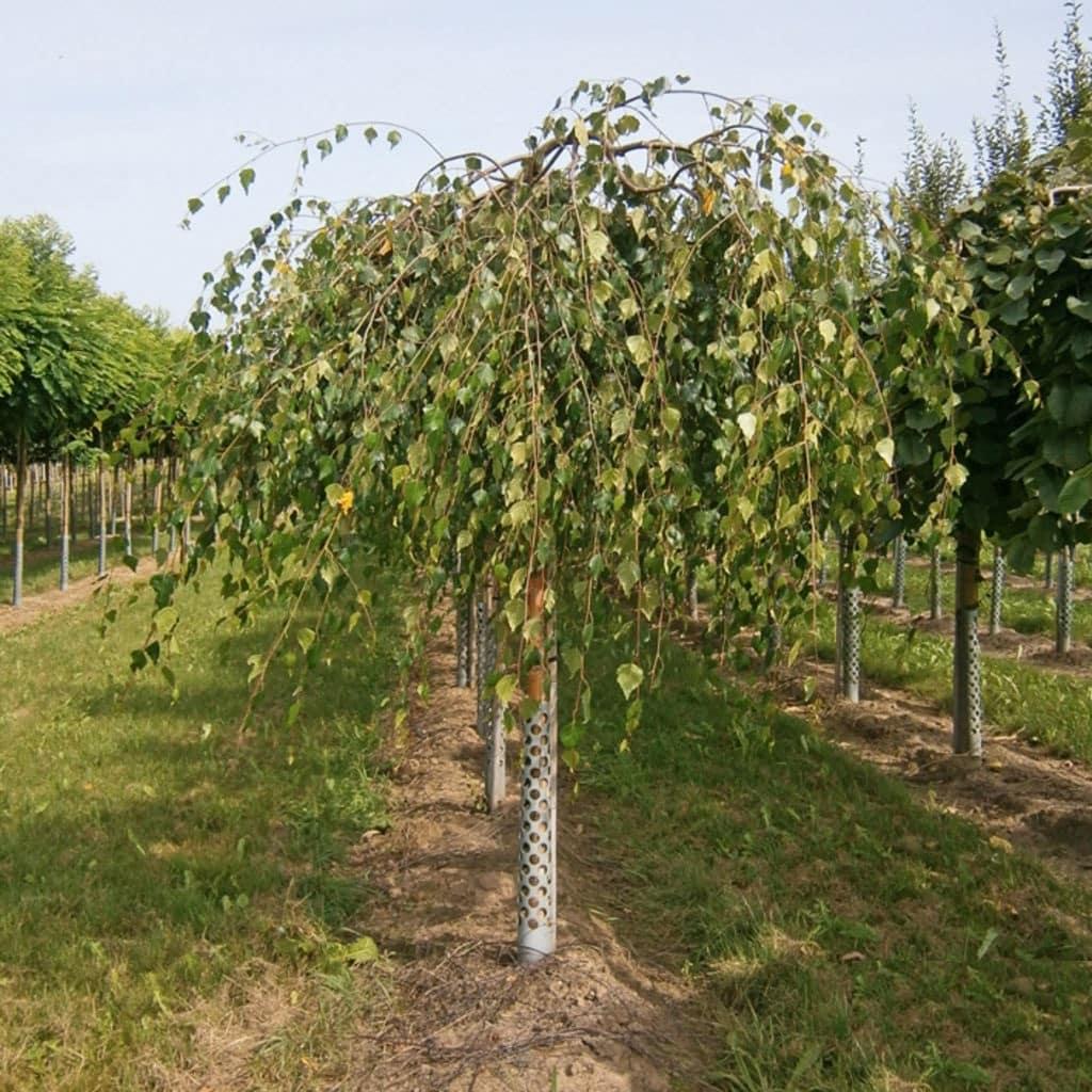 Betula Pendula Youngii - View 2 from www redcrocus com