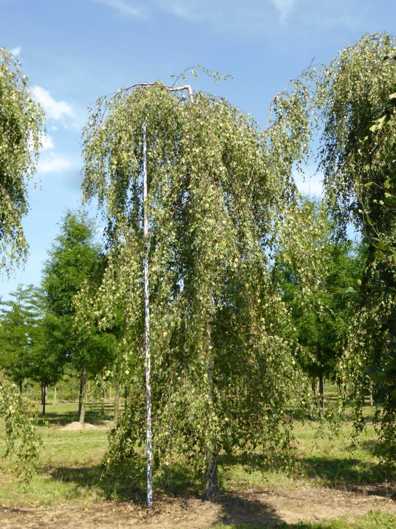 Betula Pendula Youngii - View 3 from www redcrocus com