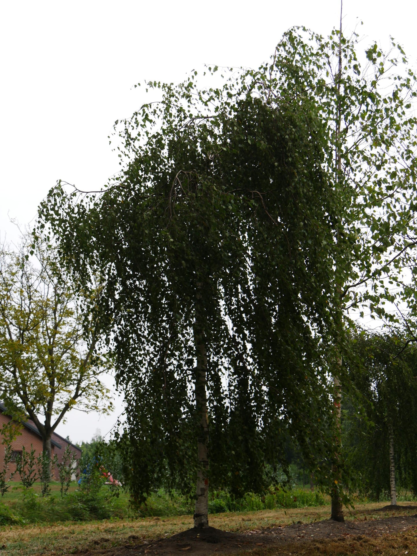 Betula Pendula Youngii - View 4 from www redcrocus com