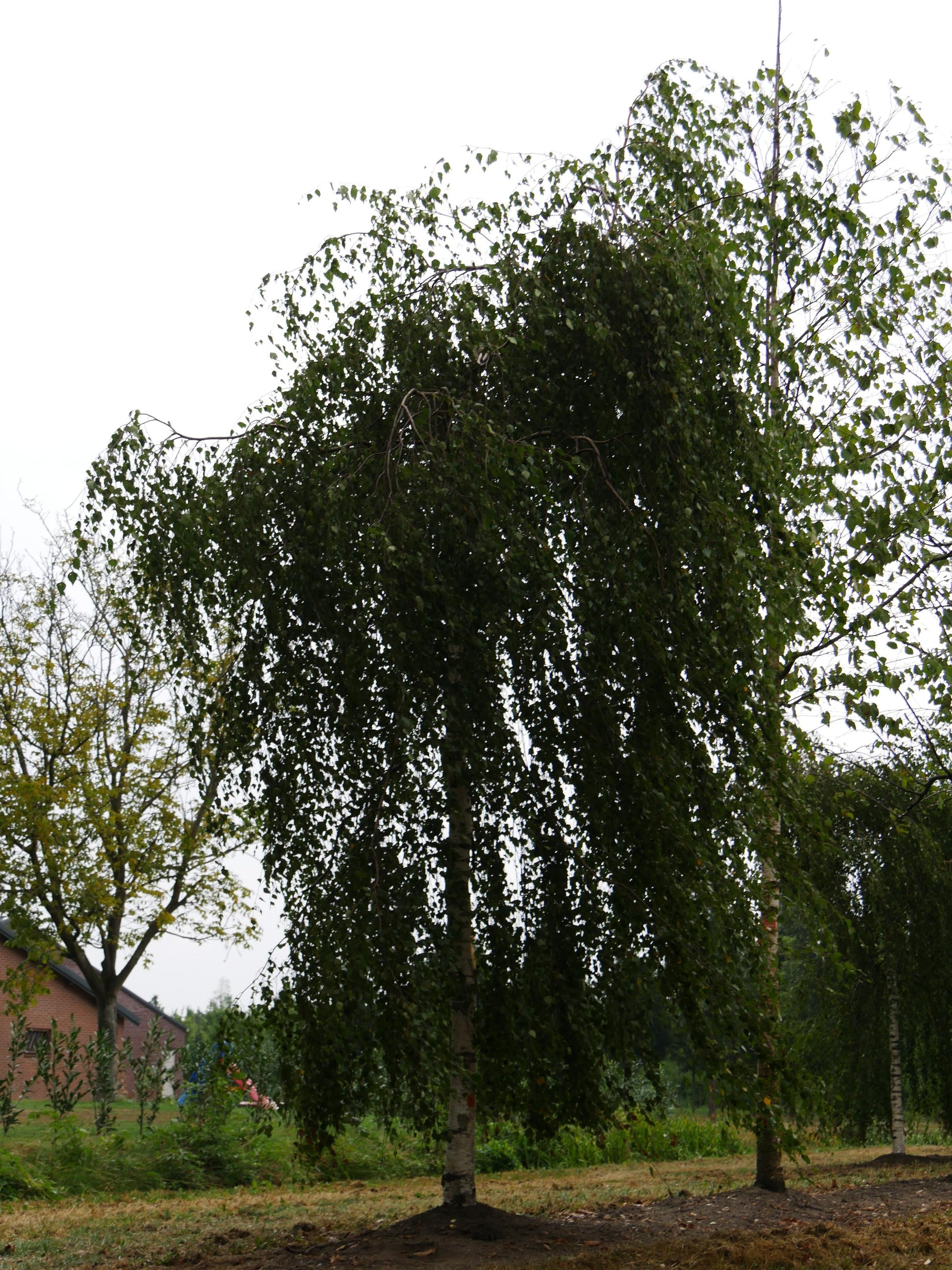 Betula Pendula Youngii - View 4 from www redcrocus com