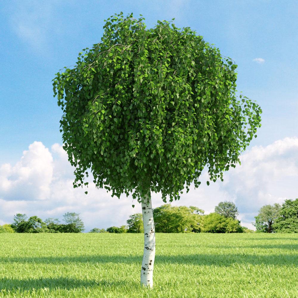 Betula Pendula Youngii - View 5 from www redcrocus com