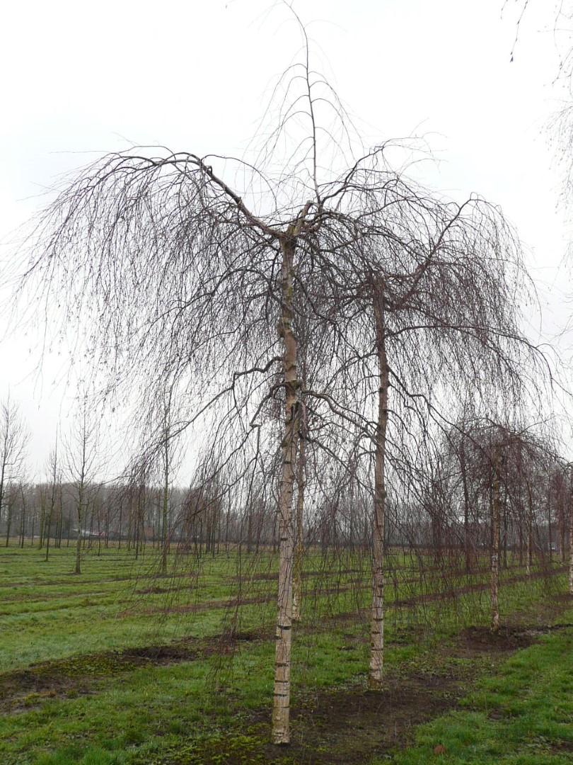 Betula Pendula Youngii - View 6 from www redcrocus com