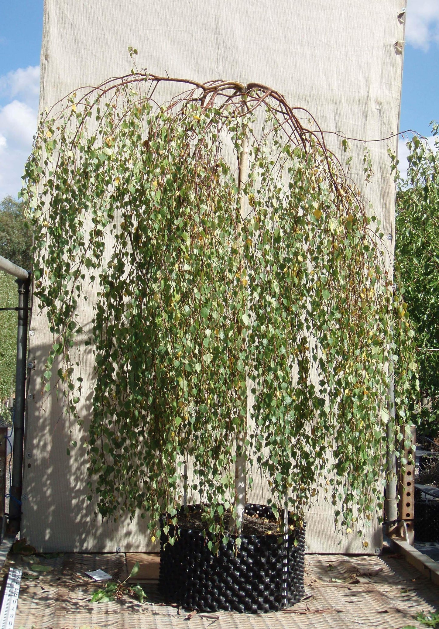Betula Pendula Youngii - View 7 from www redcrocus com