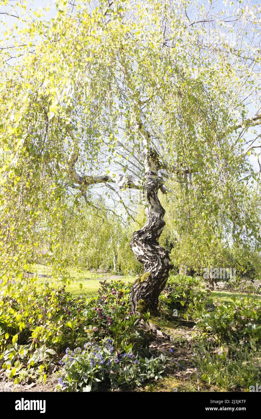 Betula Pendula Youngii - View 8 from www redcrocus com