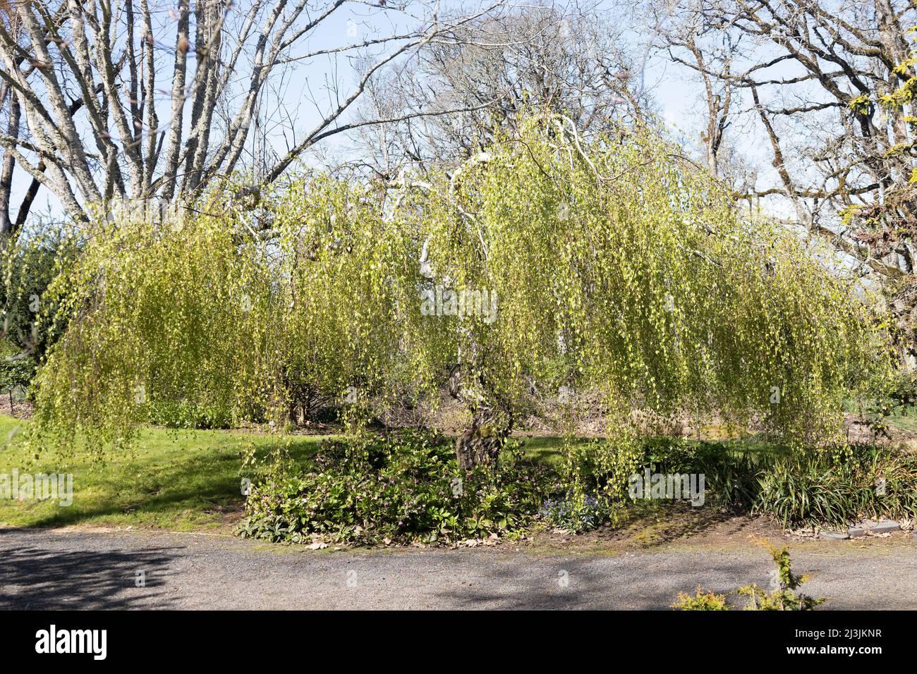 Betula Pendula Youngii - View 9 from www redcrocus com
