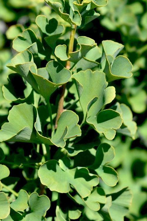 Ginkgo Biloba Mariken Single Stem - View 10 from www redcrocus com