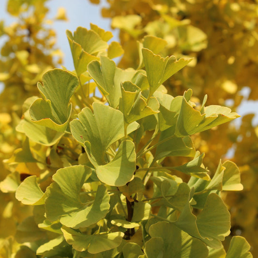Ginkgo Biloba Mariken Single Stem - View 11 from www redcrocus com