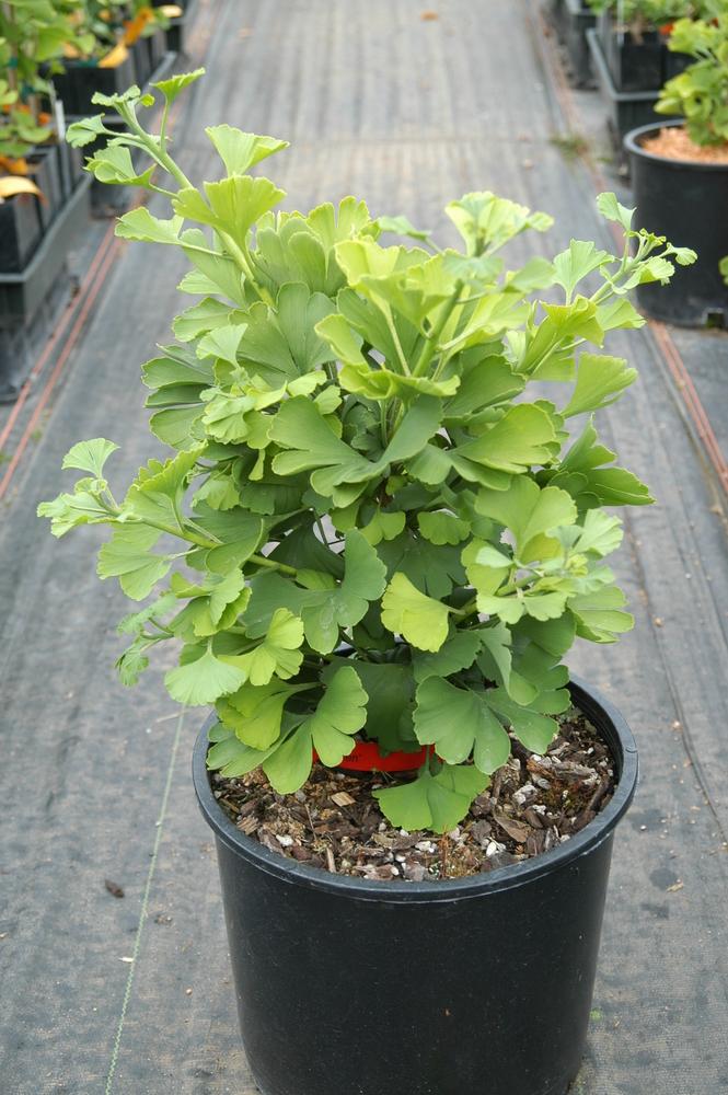 Ginkgo Biloba Mariken Single Stem - View 14 from www redcrocus com