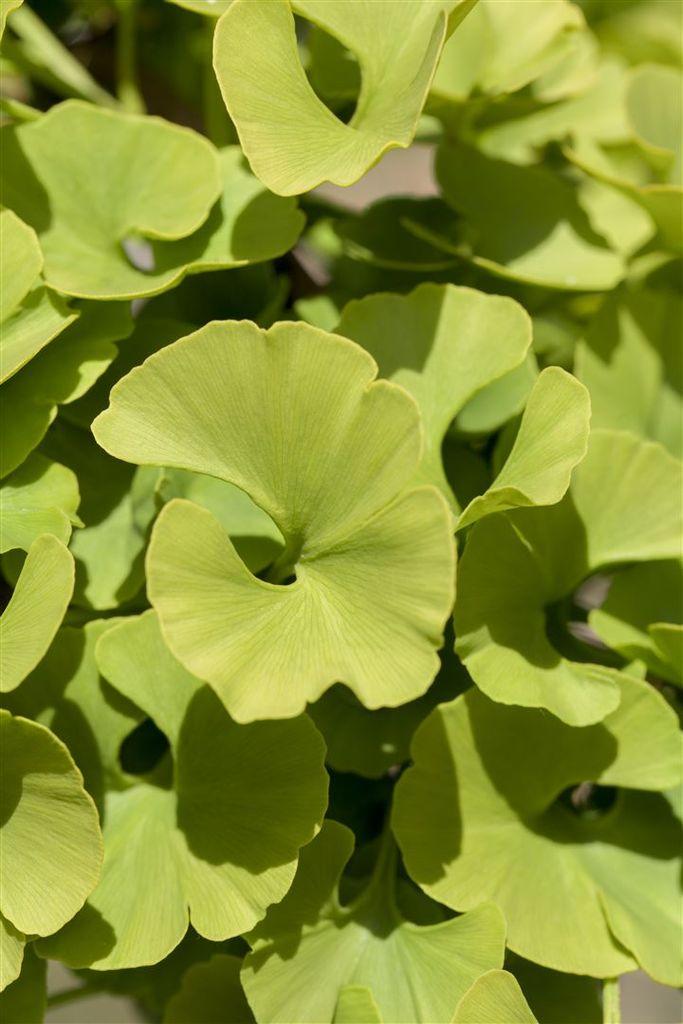 Ginkgo Biloba Mariken Single Stem - View 16 from www redcrocus com