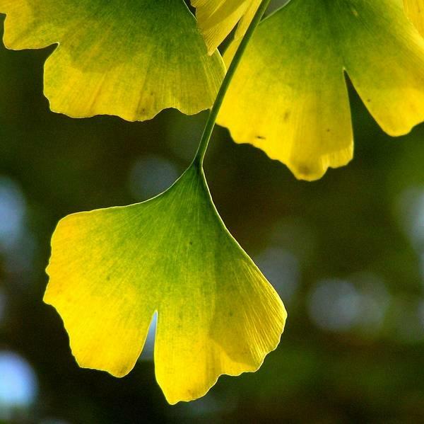 Ginkgo Biloba Mariken Single Stem - View 17 from www redcrocus com