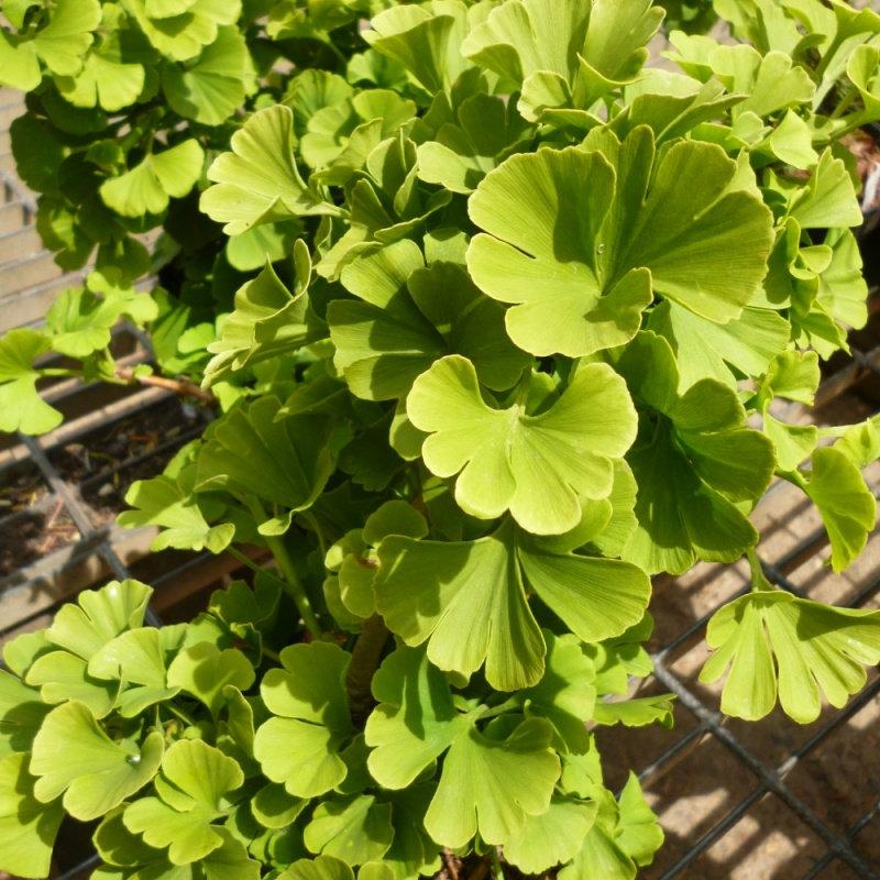 Ginkgo Biloba Mariken Single Stem - View 18 from www redcrocus com