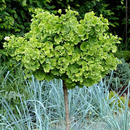Ginkgo Biloba Mariken Single Stem - View 2 from www redcrocus com