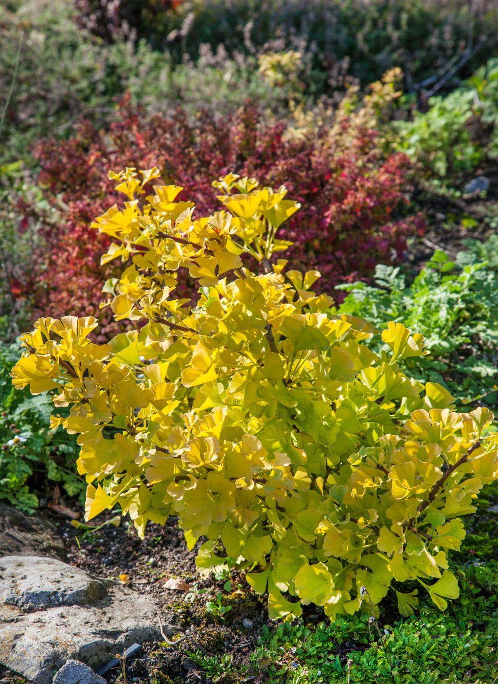 Ginkgo Biloba Mariken Single Stem - View 3 from www redcrocus com