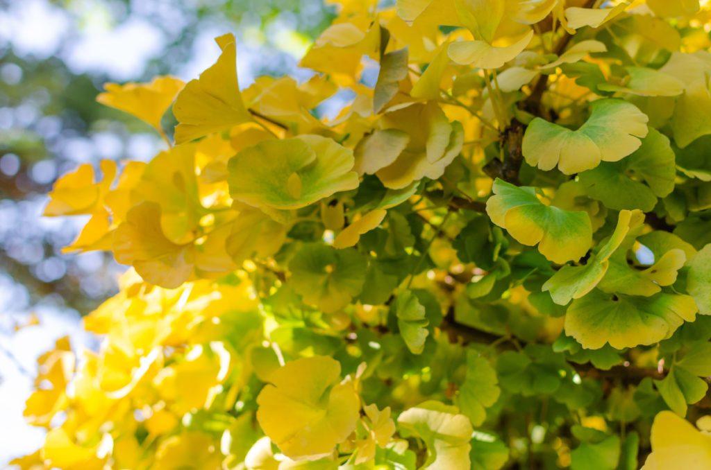 Ginkgo Biloba Mariken Single Stem - View 5 from www redcrocus com