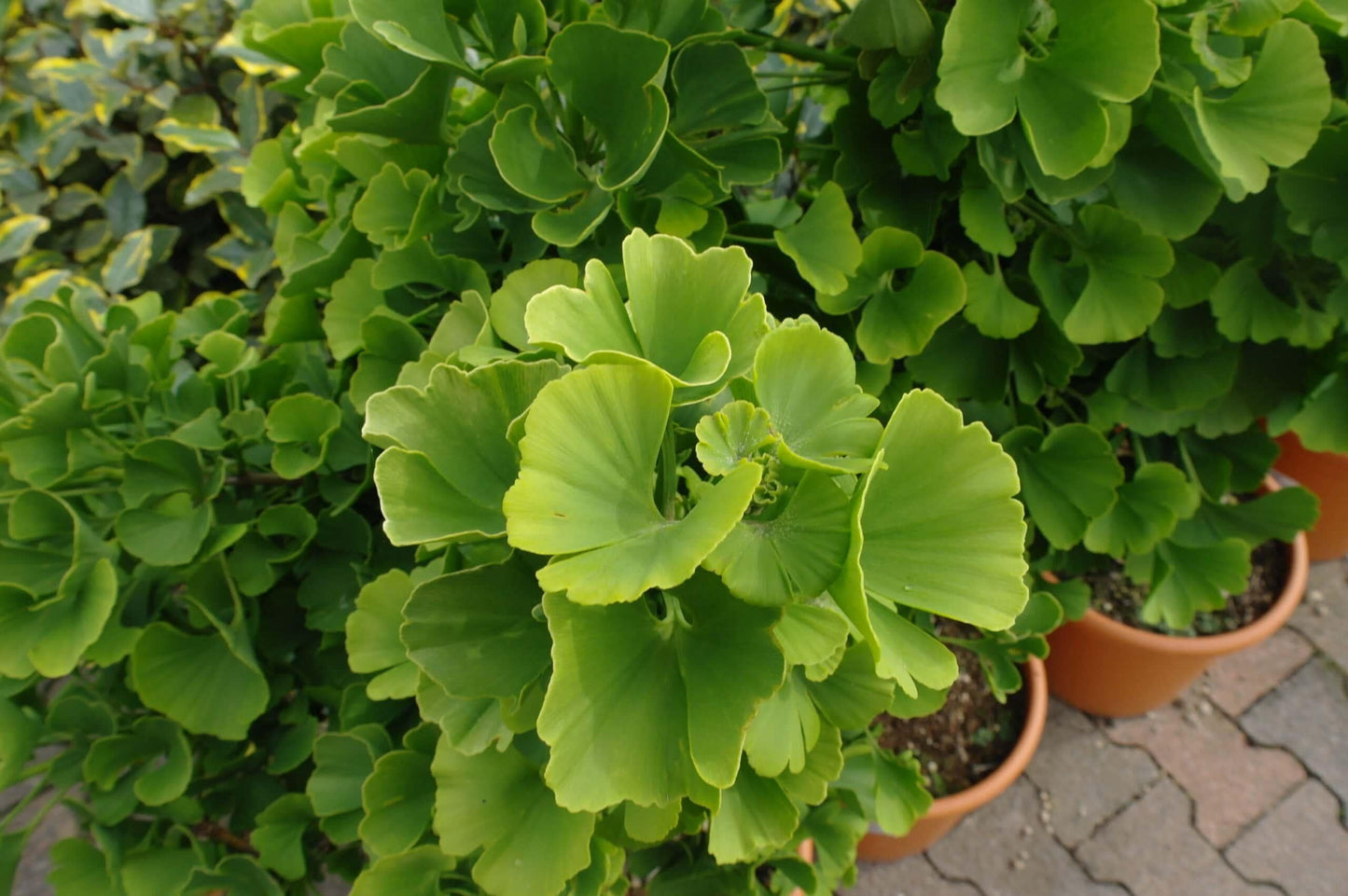 Ginkgo Biloba Mariken Single Stem - View 8 from www redcrocus com