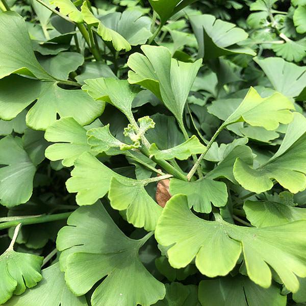 Ginkgo Biloba Mariken Single Stem - View 9 from www redcrocus com